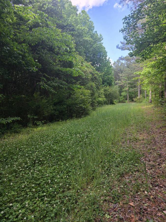 Pine Forest Understory Cleared