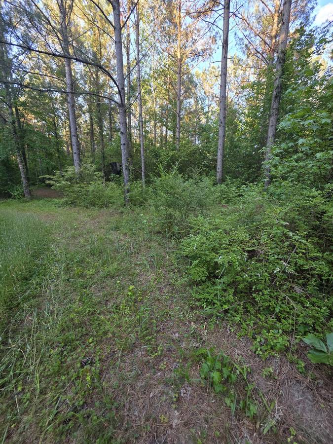 Forest Floor Cleared &mdash; NC