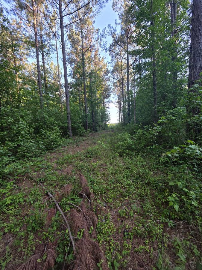 Dense Undergrowth Removed