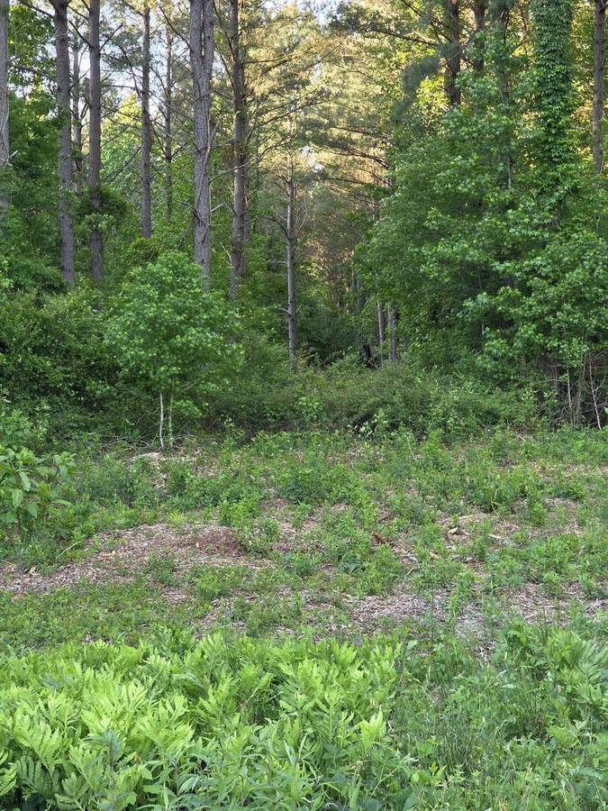 Forest Edge Land Clearing &mdash; NC