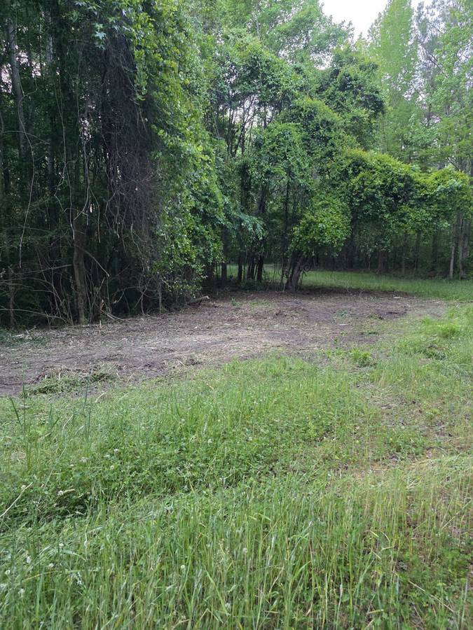Vine-Covered Timber Land Cleared