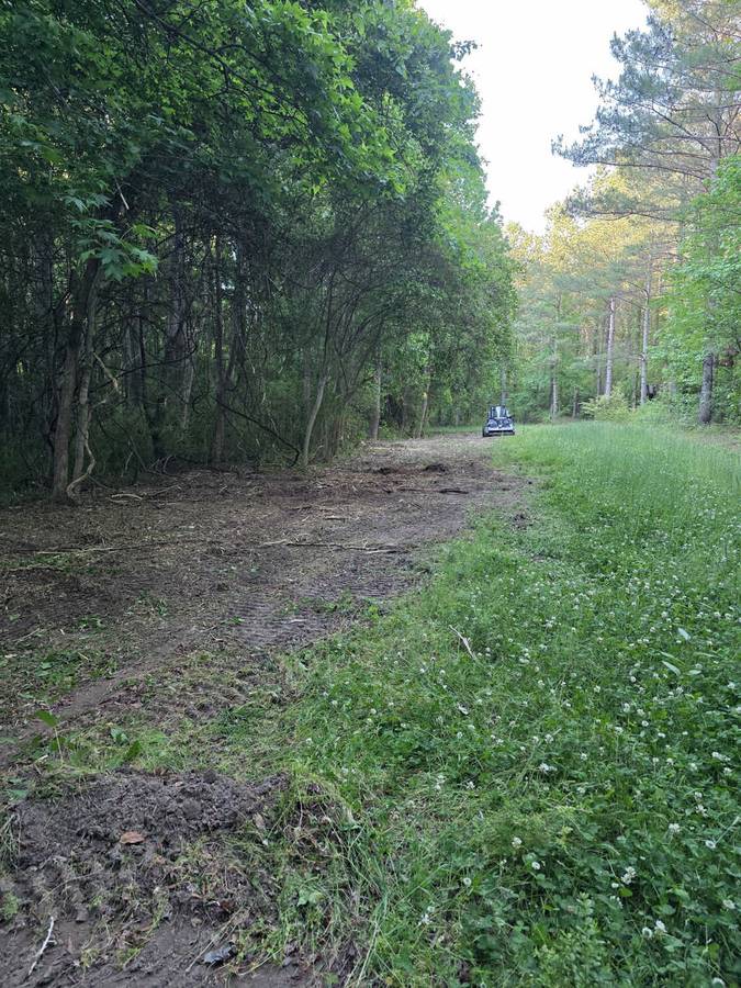 Hunting Blind &mdash; Pine Stand Clearing