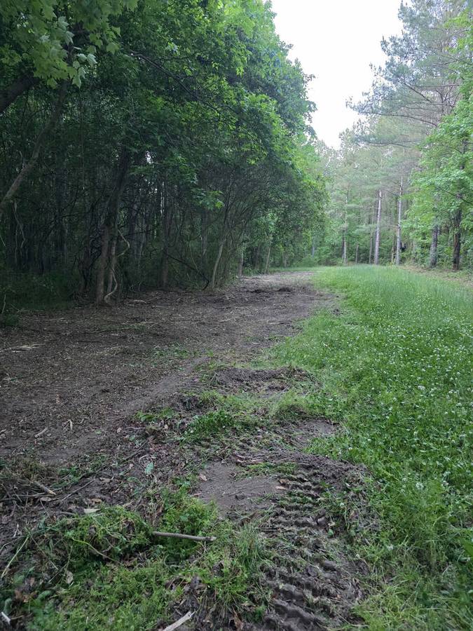 Natural Forest Trail &mdash; Greenville NC